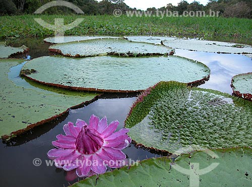  Subject: Victoria regia (Victoria amazonica) - also known as Amazon Water Lily or Giant Water Lily - in a floodplain lake in Purus river on Sustainable development reserve Piagacu-Purus / Place: Amazonas state (AM) - Brazil / Date: 04/2004 