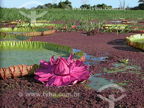  VitÃ³ria-rÃ©gia (Victoria regia) 