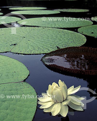  Subject: Victoria regia (Victoria amazonica) - also known as Amazon Water Lily or Giant Water Lily - in lake in Sustainable development reserve Mamiraua / Place: Amazonas state (AM) - Brazil / Date: 01/2010 