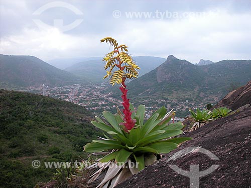  Subject: bromeliad (Alcantarea nahoumii) in rocks / Place: Milagres - Bahia state (BA) - Brazil / Date: 08/2012 