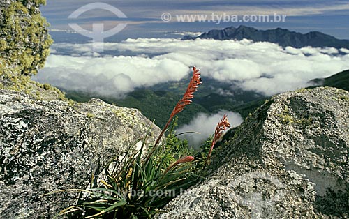  Subject: Bromeliad (Fernseea itatiaiae) on the prateleiras in plateau the Itatiaia National Park / Place: Itamonte city - Minas Gerais state ( MG ) - Brazil / Date: 06/2010 