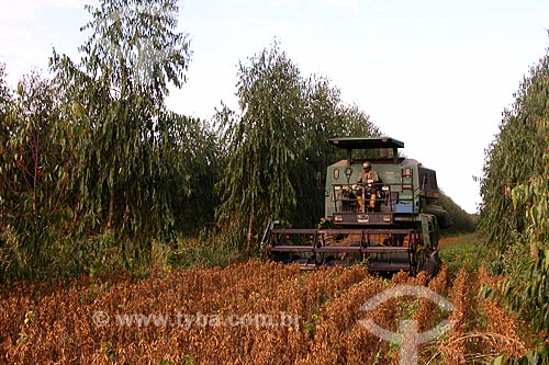  Subject: Mechanized harvest of soybeans / Place: Dom Pedro de Alcantara city - Rio Grande do Sul state (RS) - Brazil / Date: 04/2004 