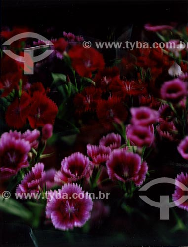  Subject: Roses for sale at CEAGESP - Company General Warehouses of Sao Paulo / Place: Sao Paulo city - Sao Paulo state (SP) - Brasil / Date: 02/2010 