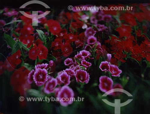  Subject: Roses for sale at CEAGESP - Company General Warehouses of Sao Paulo / Place: Sao Paulo city - Sao Paulo state (SP) - Brasil / Date: 08/2010 
