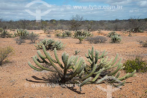  Subject: Vegetation of caatinga in period of drought / Place: Belem de Sao Francisco - Pernambuco (PE) - Brazil / Date: 08/2012 