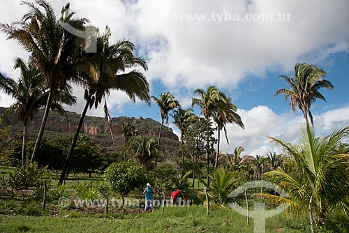  Subject: Babassu palm in Catimbau National Park / Place: Buique city - Pernambuco state (PE) - Brazil / Date: 08/2012 