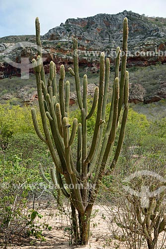  Subject: Cactus facheiro with sandstone rock in the background / Place: Buique city - Pernambuco state (PE) - Brazil / Date: 08/2012 