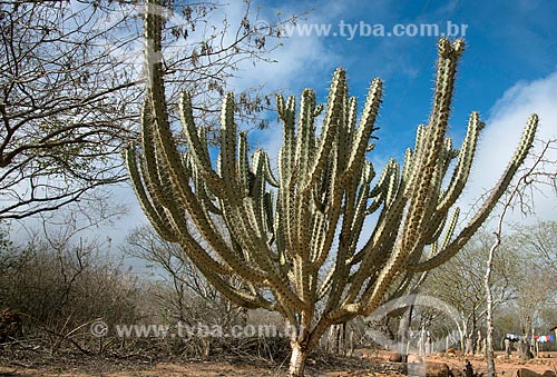  Subject: Cactus xiquexique vegetation characteristic of caatinga / Place: Buique city - Pernambuco state (PE) - Brazil / Date: 08/2012 