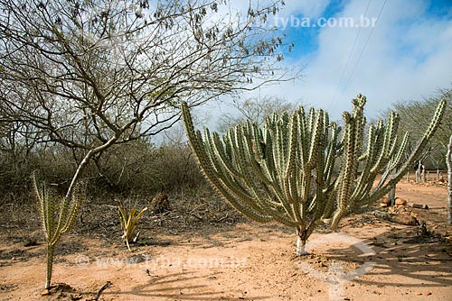  Subject: Cactus xiquexique vegetation characteristic of caatinga / Place: Buique city - Pernambuco state (PE) - Brazil / Date: 08/2012 
