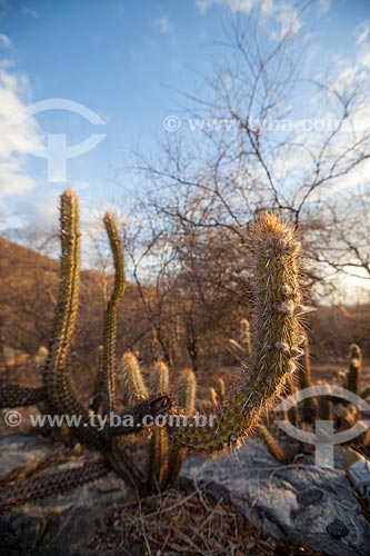  Subject: Cactus xiquexique vegetation characteristic of caatinga / Place: Juatama district - Quixada citty - Ceara state (CE) - Brazil / Date: 11/2012 