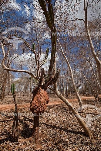  Subject: Termite mound in Farm Nao me Deixes  that belonged to Rachel de Queiroz / Place: Daniel de Queiroz district - Quixada citty - Ceara state (CE) - Brazil / Date: 11/2012 