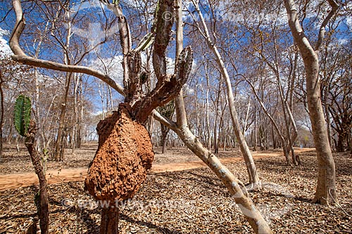  Subject: Termite mound in Farm Nao me Deixes  that belonged to Rachel de Queiroz / Place: Daniel de Queiroz district - Quixada citty - Ceara state (CE) - Brazil / Date: 11/2012 