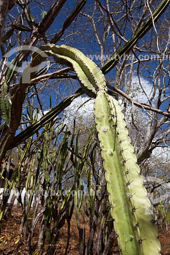  Subject: Mandacaru (Cereus jamacaru) in Farm Nao me Deixes that belonged to Rachel de Queiroz / Place: Daniel de Queiroz district - Quixada citty - Ceara state (CE) - Brazil / Date: 11/2012 