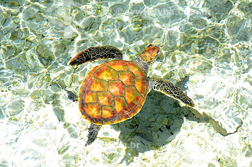  Subject: Sea turtle in clear water / Place: Bora Bora Island - French Polynesia - Oceania / Date: 10/2012 