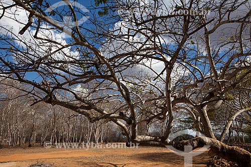  Subject: Tree in farm Nao me Deixes that belonged to Rachel de Queiroz / Place: Daniel de Queiroz district - Quixada citty - Ceara state (CE) - Brazil / Date: 11/2012 