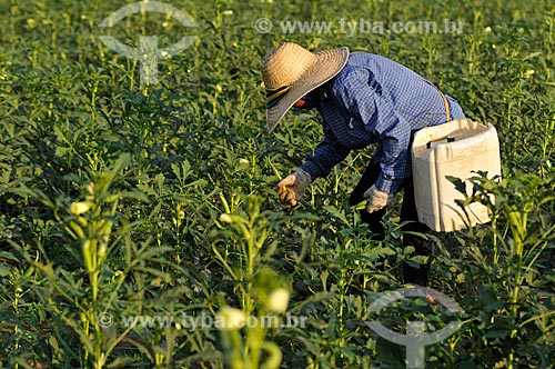  Subject: Rural worker doing harvest of Okra (Abelmoschus esculentus) / Place: Buritama city - Sao Paulo state (SP) - Brazil / Date: 10/2012 