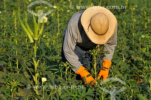  Rural worker doing harvest of Okra (Abelmoschus esculentus)  - Buritama city - Brazil