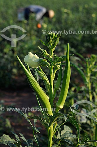  Subject: Okra (Abelmoschus esculentus) with rural worker doing harvest in the background / Place: Buritama city - Sao Paulo state (SP) - Brazil / Date: 10/2012 