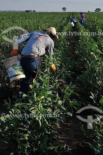  Rural workers doing harvest of Okra (Abelmoschus esculentus)  - Buritama city - Brazil