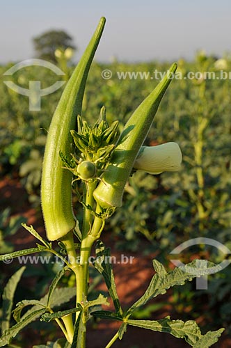  Subject: Detail of Okra with plantation in the background / Place: Buritama city - Sao Paulo state (SP) - Brazil / Date: 10/2012 