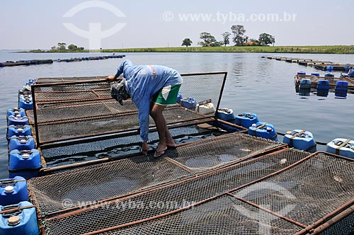  Workers with cages used on Tilapia farming  - Buritama city - Brazil