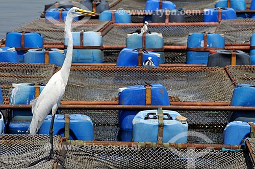  Subject: Heron land on cages used on Tilapia farming / Place: Buritama city - Sao Paulo state (SP) - Brazil / Date: 10/2012 