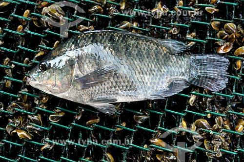  Subject: Tilapia in the rearing and fattening on cage / Place: Buritama city - Sao Paulo state (SP) - Brazil / Date: 10/2012 