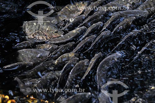  Subject: Tilapias in the rearing and fattening on cage / Place: Buritama city - Sao Paulo state (SP) - Brazil / Date: 10/2012 