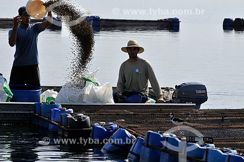  Workers feeds Tilapia farming on cages  - Buritama city - Brazil