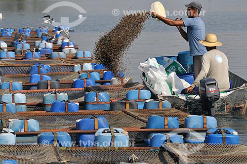  Workers feeds Tilapia farming on cages  - Buritama city - Brazil