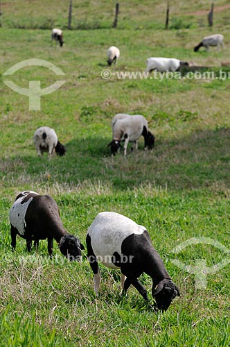  Subject: Pasture with crossbred sheep - hybrid race between Dorper and Santa Ines (Saint Agnes) / Place: Neves Paulista city - Sao Paulo state (SP) - Brazil / Date: 11/2012 