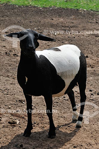  Subject: Crossbred sheep - hybrid race between Dorper and Santa Ines (Saint Agnes) / Place: Neves Paulista city - Sao Paulo state (SP) - Brazil / Date: 11/2012 