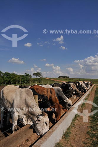 Subject: Cattle cutting / Place: Neves Paulista city - Sao Paulo state (SP) - Brazil / Date: 11/2012 