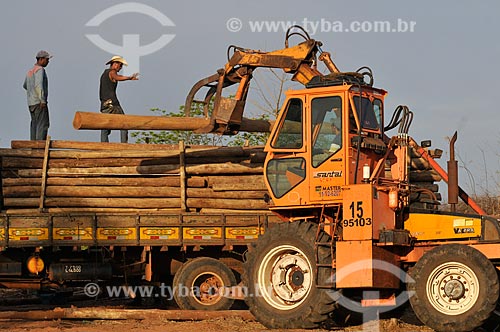  Subject: Tractor catching trunks of Eucalyptus citriodora (Corymbia citriodora) / Place: Mirassol city - Sao Paulo state (SP) - Brazil / Date: 11/2012 