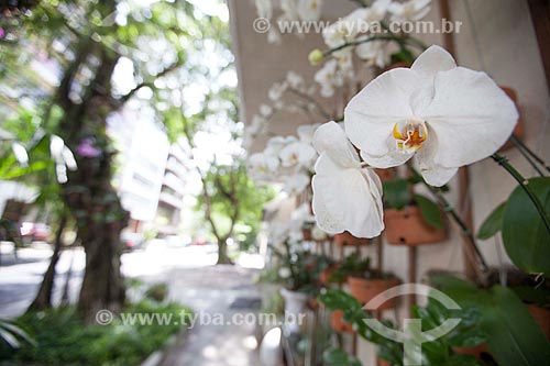 Subject: Orchids whites Phalaenopsis on the corner of streets Anibal de Mendonca with Redentor / Place: Ipanema neighborhood - Rio de Janeiro city - Rio de Janeiro state (RJ) - Brazil / Date: 11/2012 