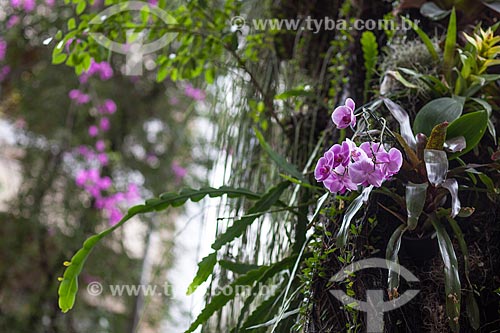  Subject: Orchid purple Phalaenopsis in Barao de Jaguaribe street / Place: Ipanema neighborhood - Rio de Janeiro city - Rio de Janeiro state (RJ) - Brazil / Date: 11/2012 