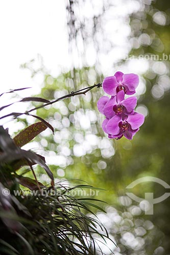  Subject: Orchid purple Phalaenopsis in avenue Epitacio Pessoa  / Place: Ipanema neighborhood - Rio de Janeiro city - Rio de Janeiro state (RJ) - Brazil / Date: 11/2012 
