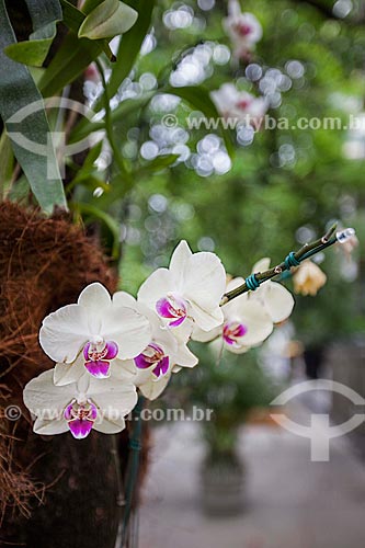  Subject: Orchids Phalaenopsis Semi Alba in Nascimento Silva street / Place: Ipanema neighborhood - Rio de Janeiro city - Rio de Janeiro state (RJ) - Brazil / Date: 11/2012 