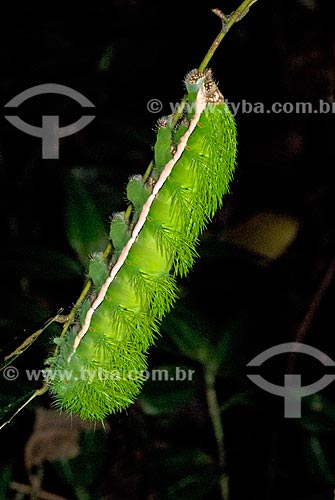  Subject: Lonomia caterpillar (One of the phases of the life cycle of the moth) / Place: Niteroi city - Rio de Janeiro state (RJ) - Brazil / Date: 08/2011 