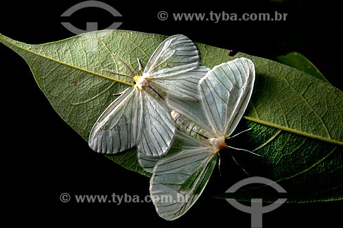 Subject: White moths crossing / Place: Niteroi city - Rio de Janeiro state (RJ) - Brazil / Date: 08/2012 