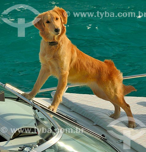  Subject: Dog on the windshield of a boat on Village Sea Wall Marina / Place: Abu Dhabi - United Arab Emirates - Asia / Date: 01/2012 