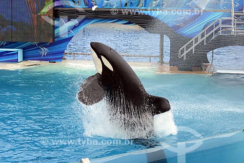  Subject: Presentation of Orca whale Shamu at Sea World / Place: San Diego city - California state - United States of America - USA / Date: 09/2012 