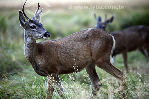  Subject: Mule deer (Odocoileus hemionus) in Yosemite National Park / Place: California state - United States of America - USA / Date: 09/2012 