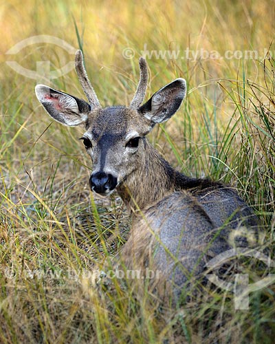  Subject: Mule deer (Odocoileus hemionus) in Yosemite National Park / Place: California state - United States of America - USA / Date: 09/2012 