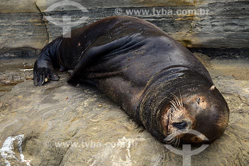  Subject: Sea lion in La Jolla Cave / Place: San Diego city - California state - United States of America - USA / Date: 09/2012 