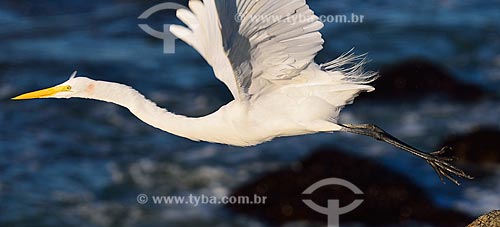  Subject: Heron flighting near to Camboinhas-Itaipu channel / Place: Camboinhas neighborhood - Niteroi city - Rio de Janeiro state (RJ) - Brazil / Date: 07/2012 