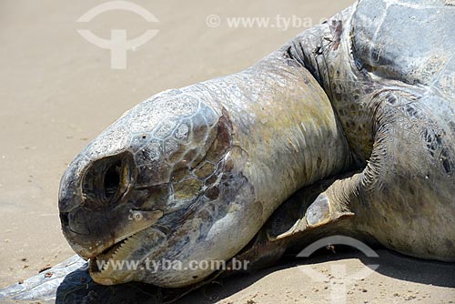  Subject: Sea turtle dead / Place: Paulino Neves city - Maranhao state (MA) - Brazil / Date: 10/2012 