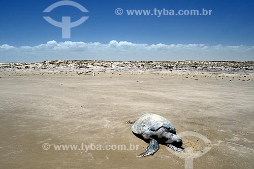  Subject: Sea turtle dead / Place: Paulino Neves city - Maranhao state (MA) - Brazil / Date: 10/2012 