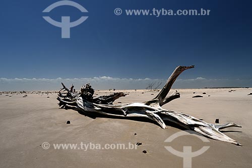  Subject: Trunk dry in Pequenos Lencois Maranhenses / Place: Paulino Neves city - Maranhao state (MA) - Brazil / Date: 10/2012 