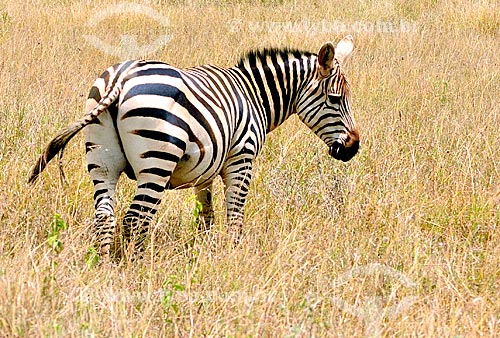  Subject: Zebra in Nairobi National Park / Place: Nairobi city - Kenya - Africa / Date: 09/2010 